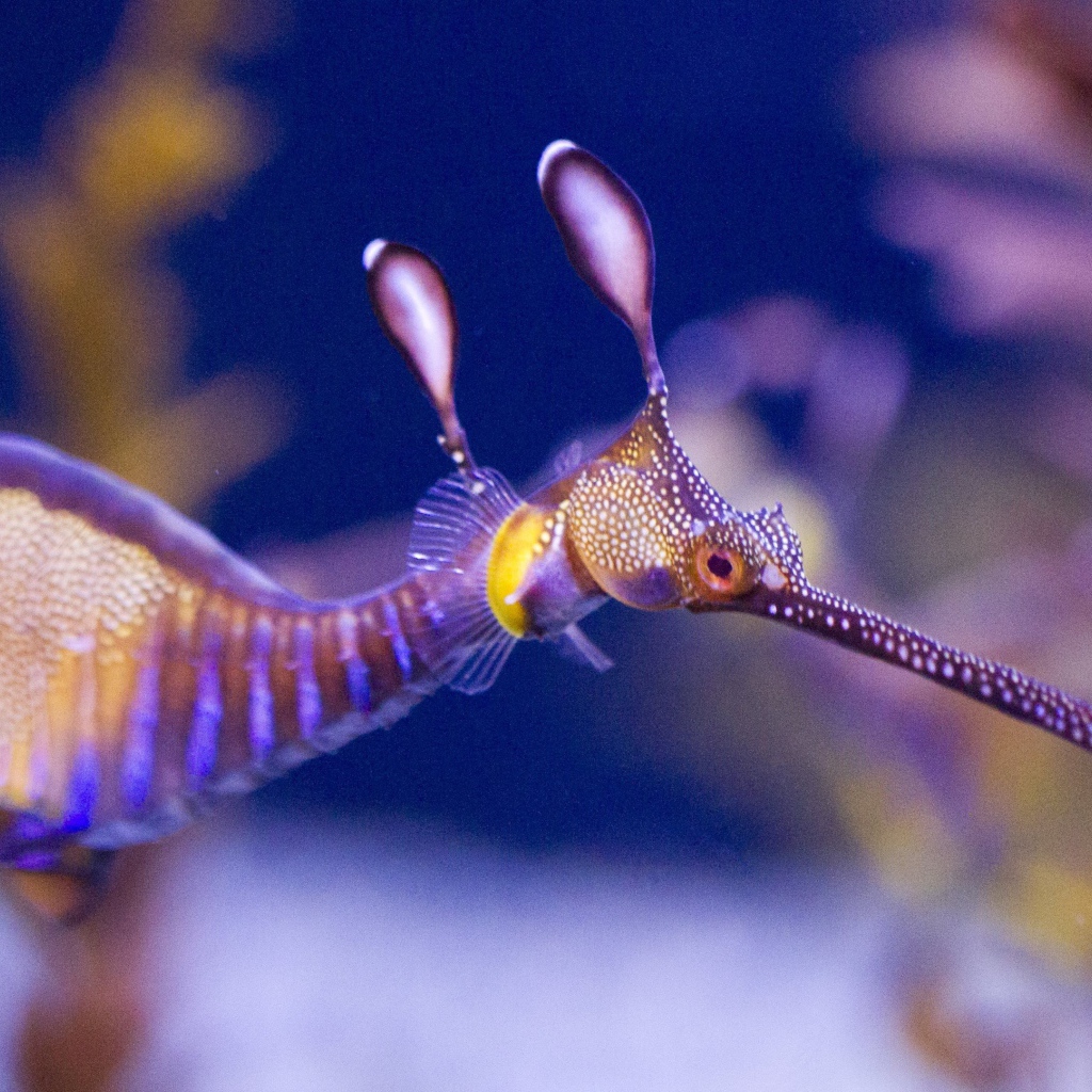 Фото прозрачного морского конька