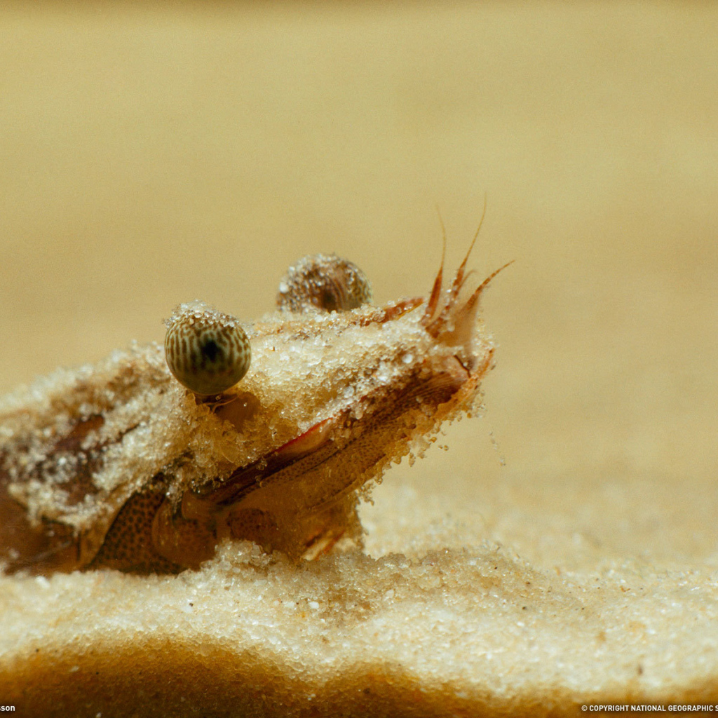 Портрет креветки