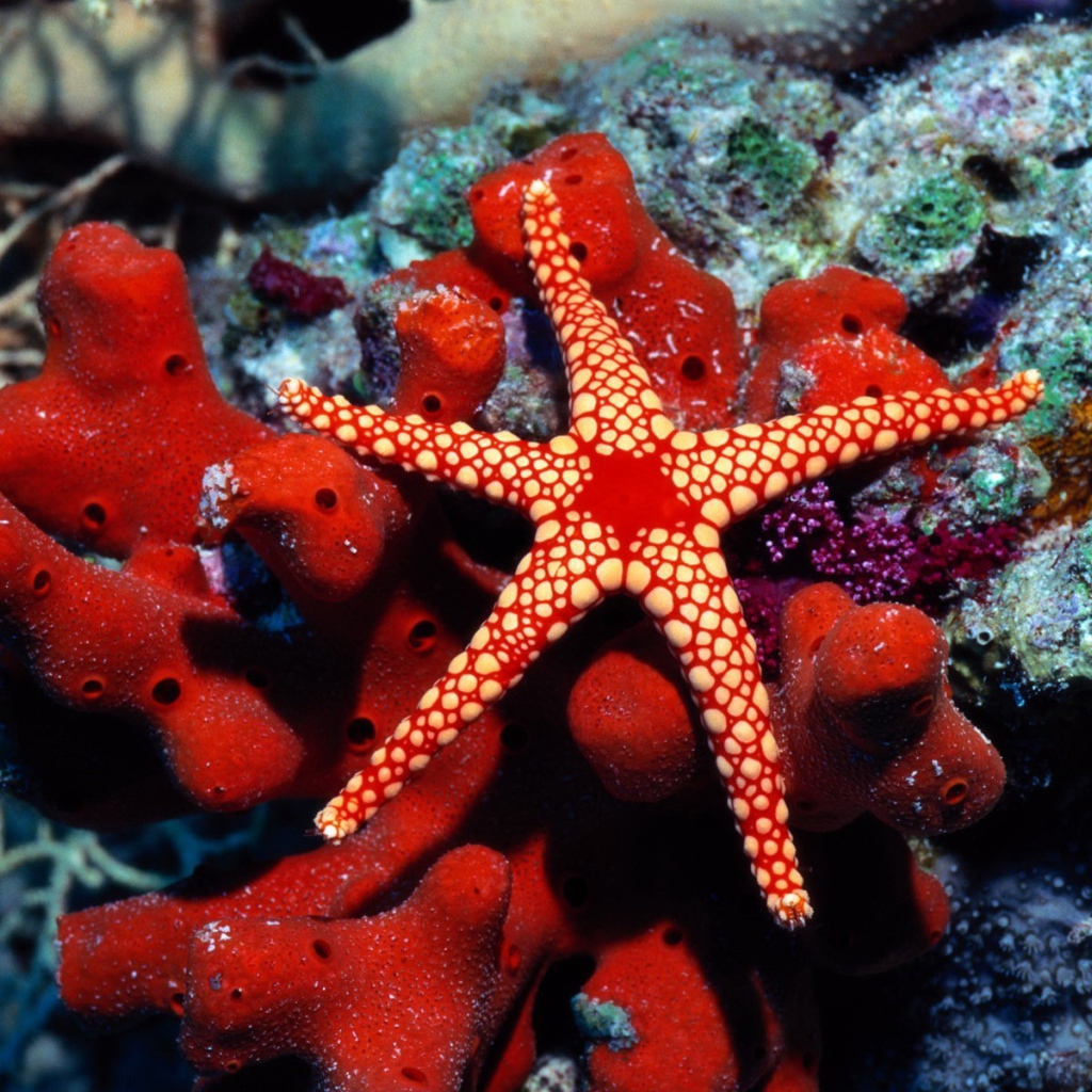 Красная морская звезда