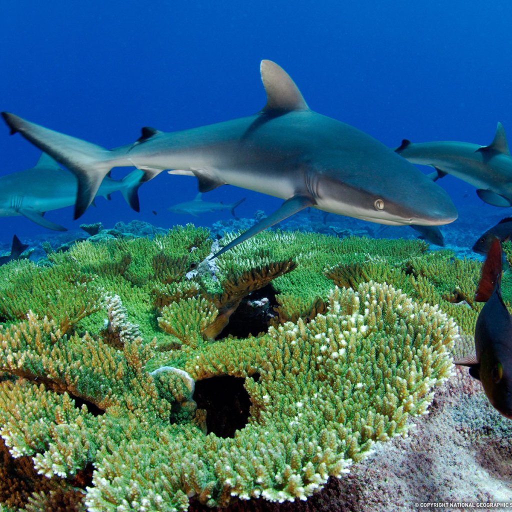 Рифовые акулы