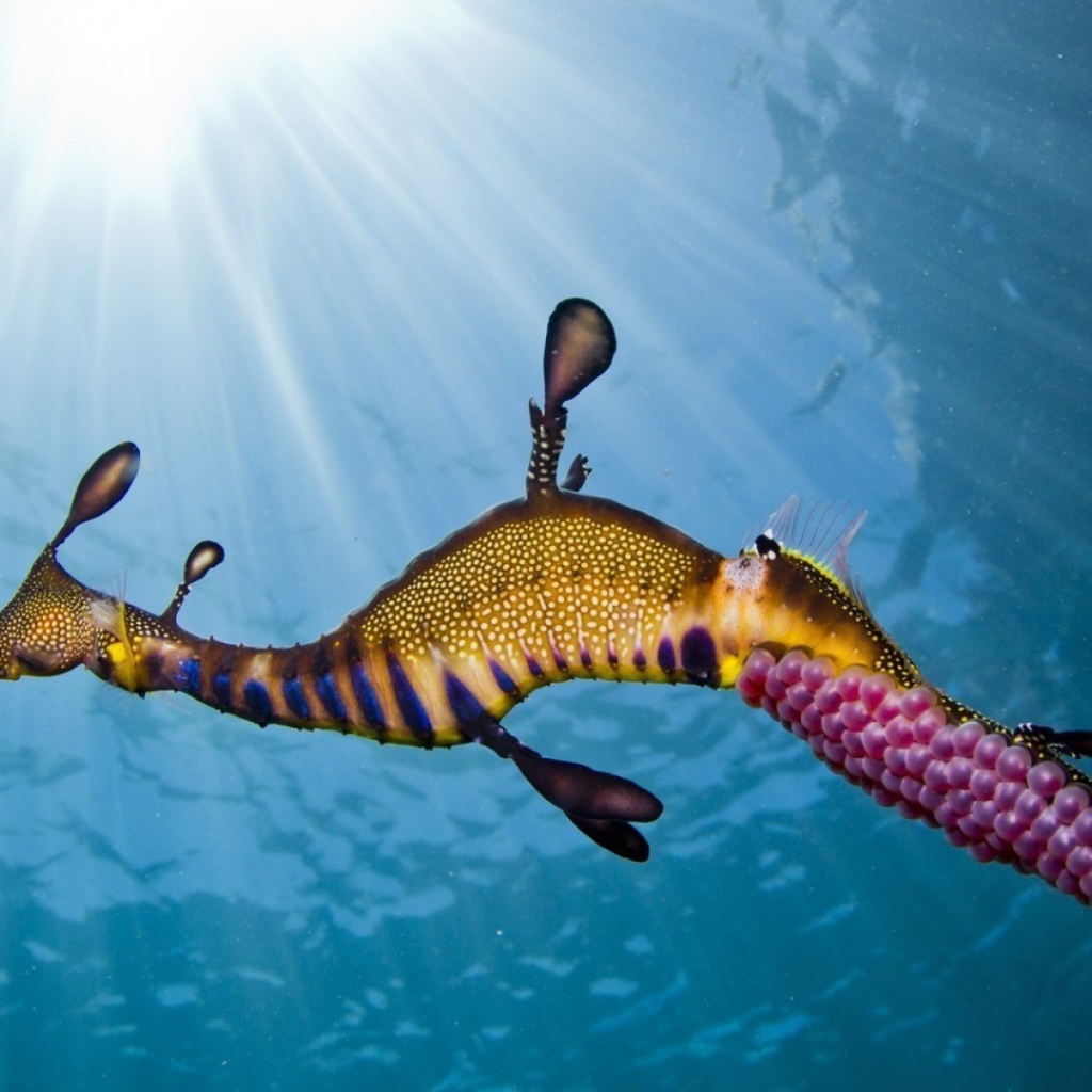 Морской конек с розовой икрой