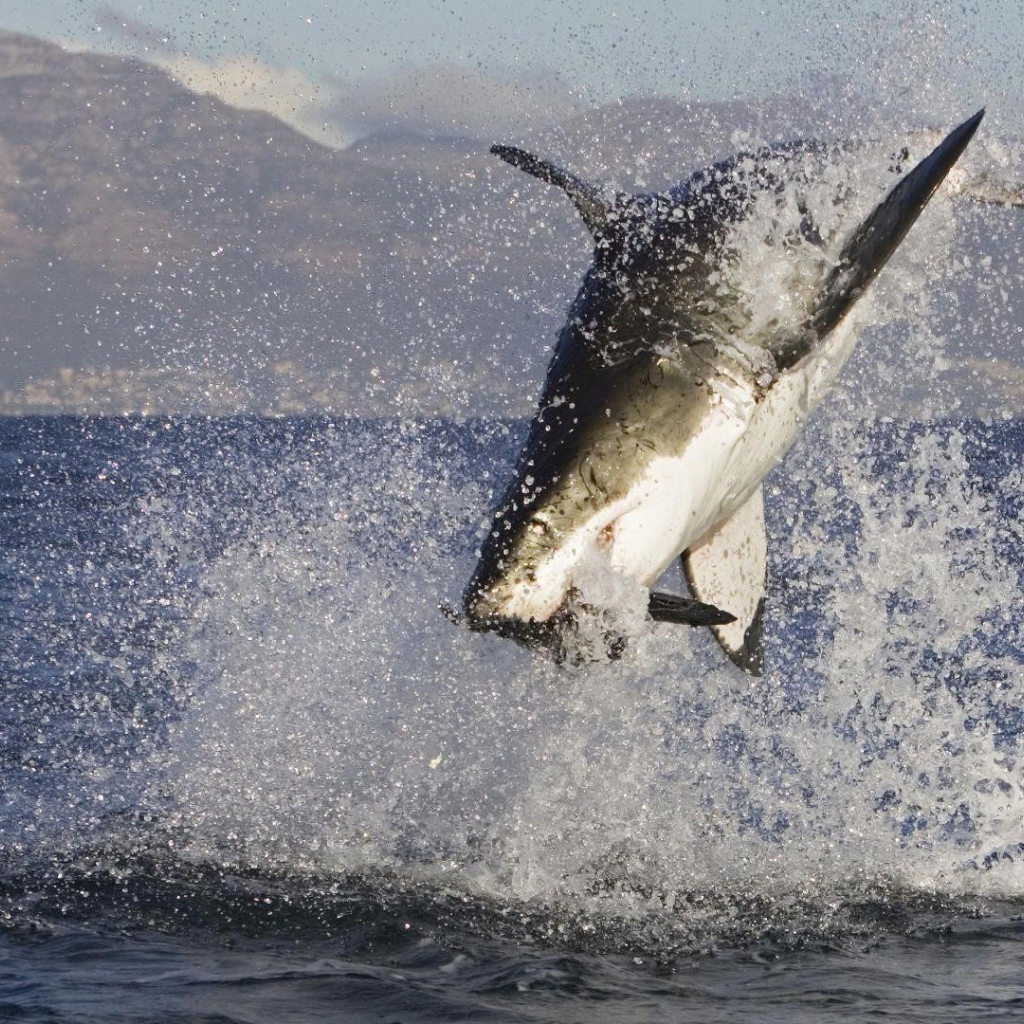 Акула в брызгах  воды