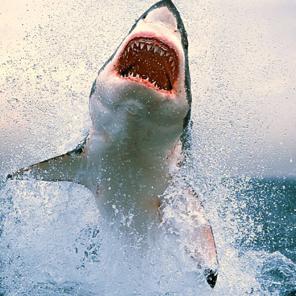 Акула выпрыгнула из воды
