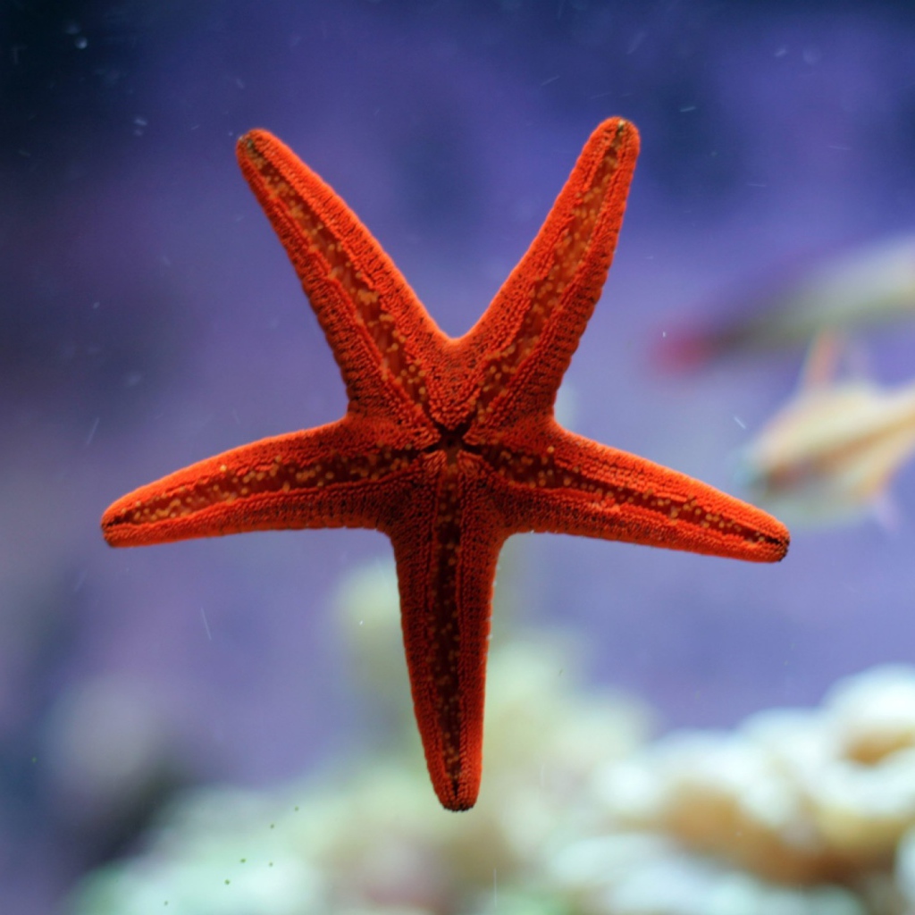 Небольшая морская звезда красного цвета