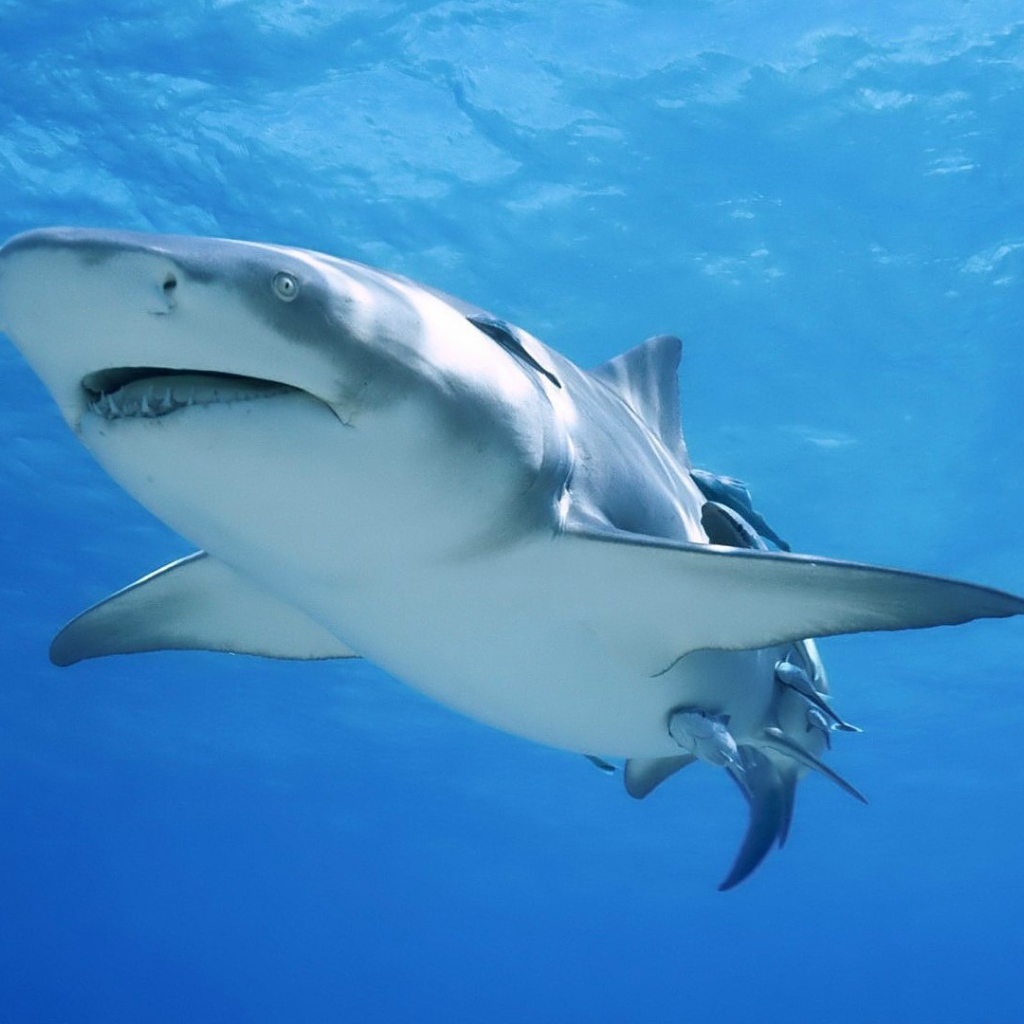 Сильная акула бык