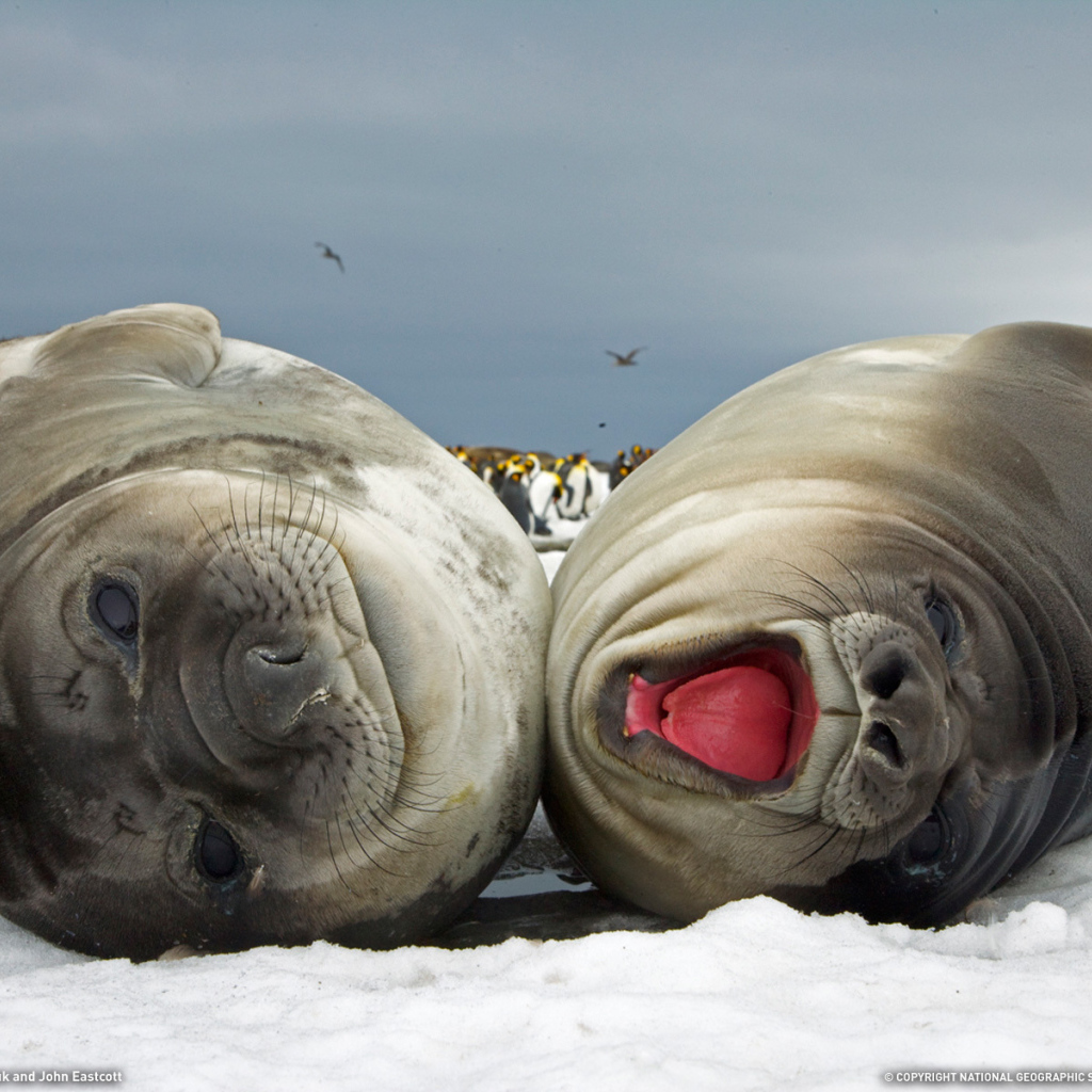 Счастливая парочка моржей