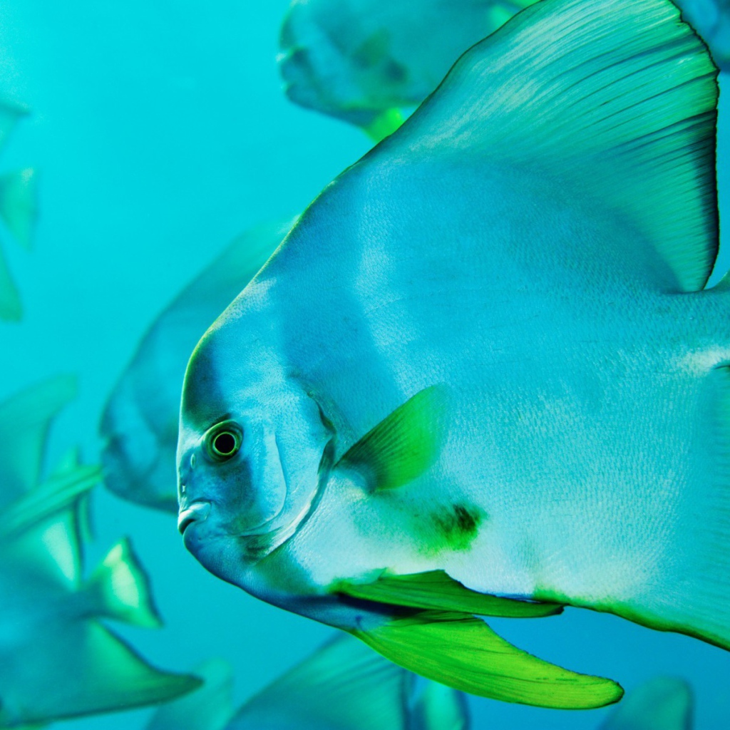 Прозрачная голубая рыба с зелеными плавниками