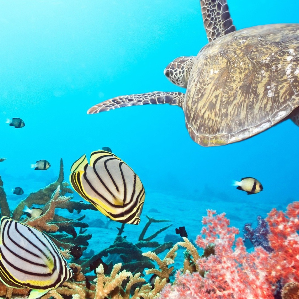 Черепаха в тропиках среди рыб