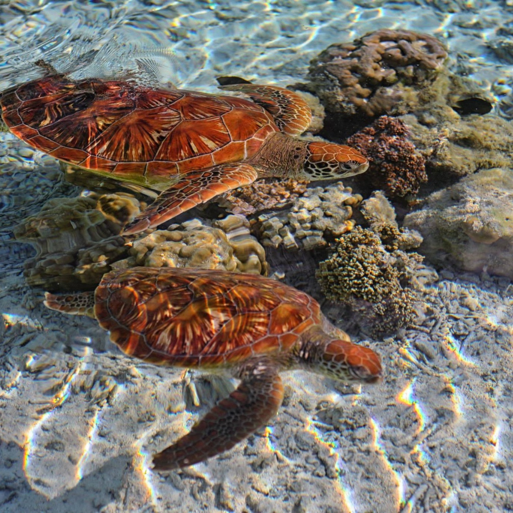 Черепахи в кристально чистой воде