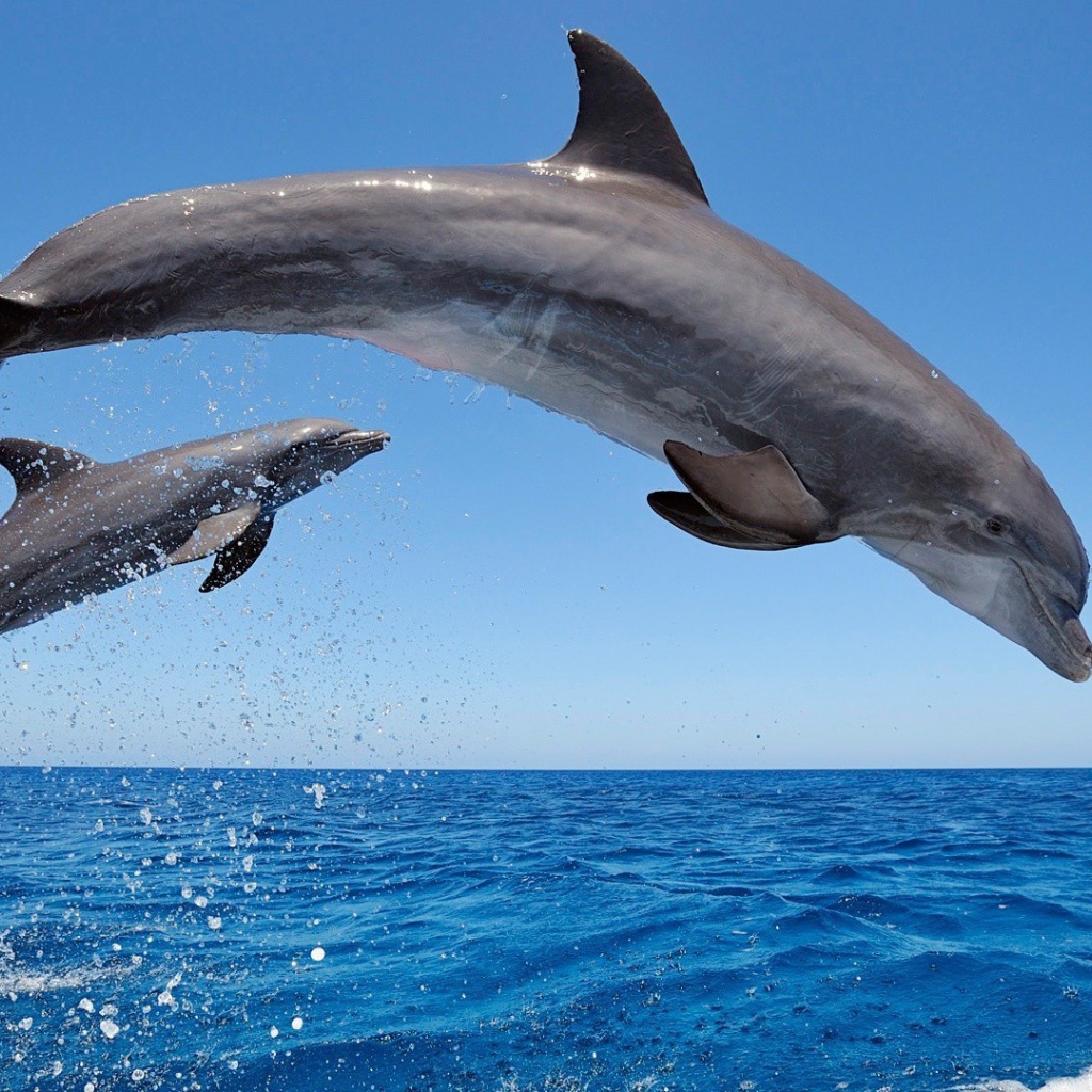 Two dolphins midst of the sea