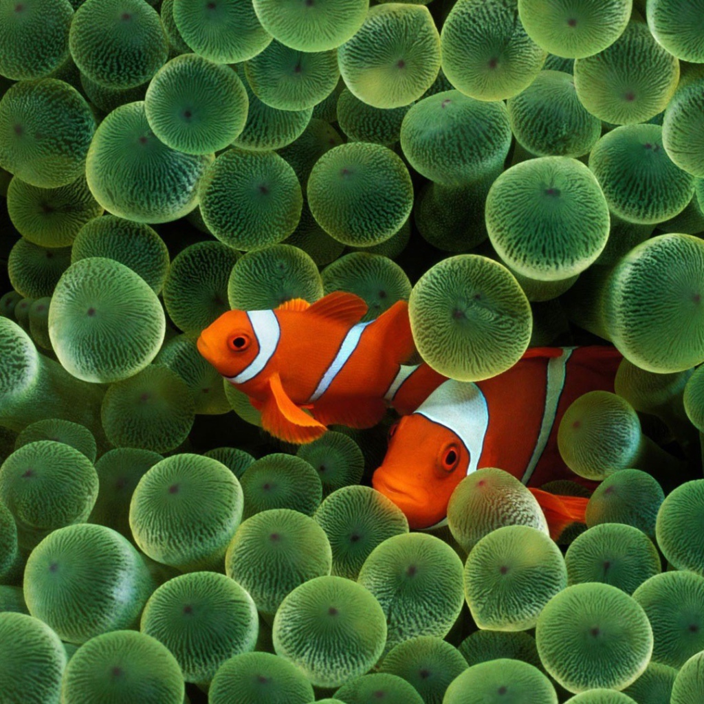 Две рыбки среди икры