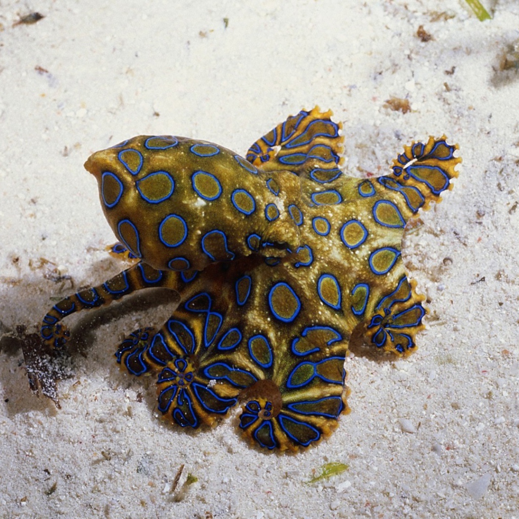 Необычное создание на морском песке