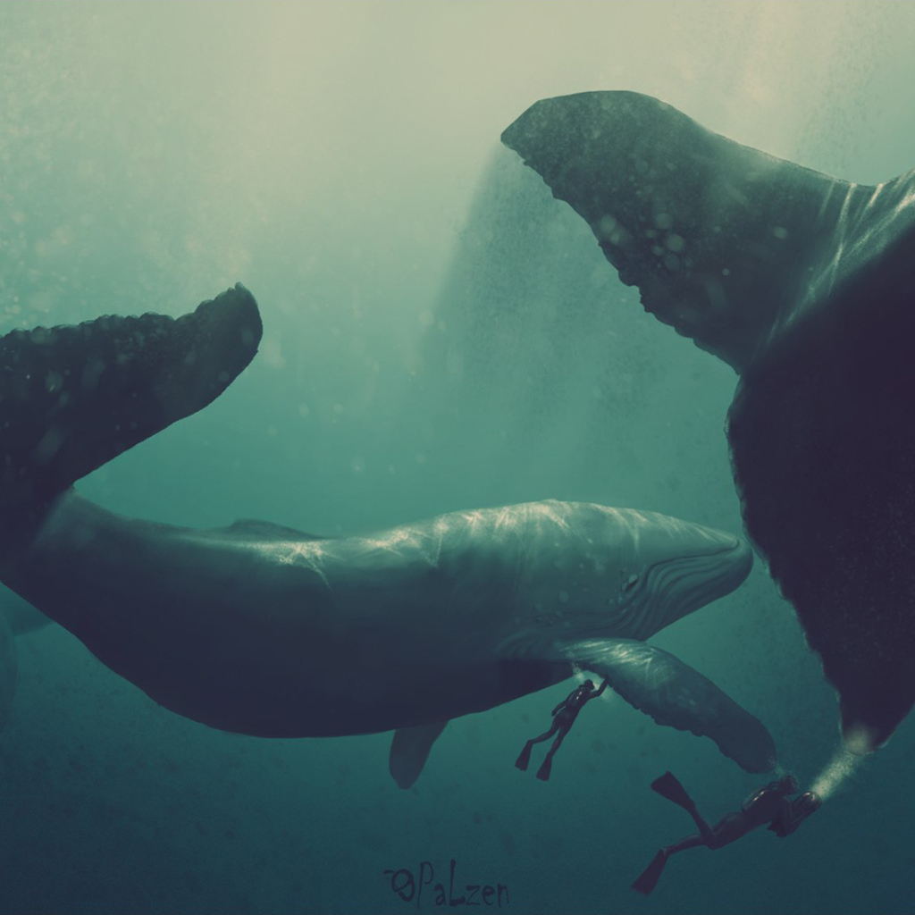 Киты и водолазы