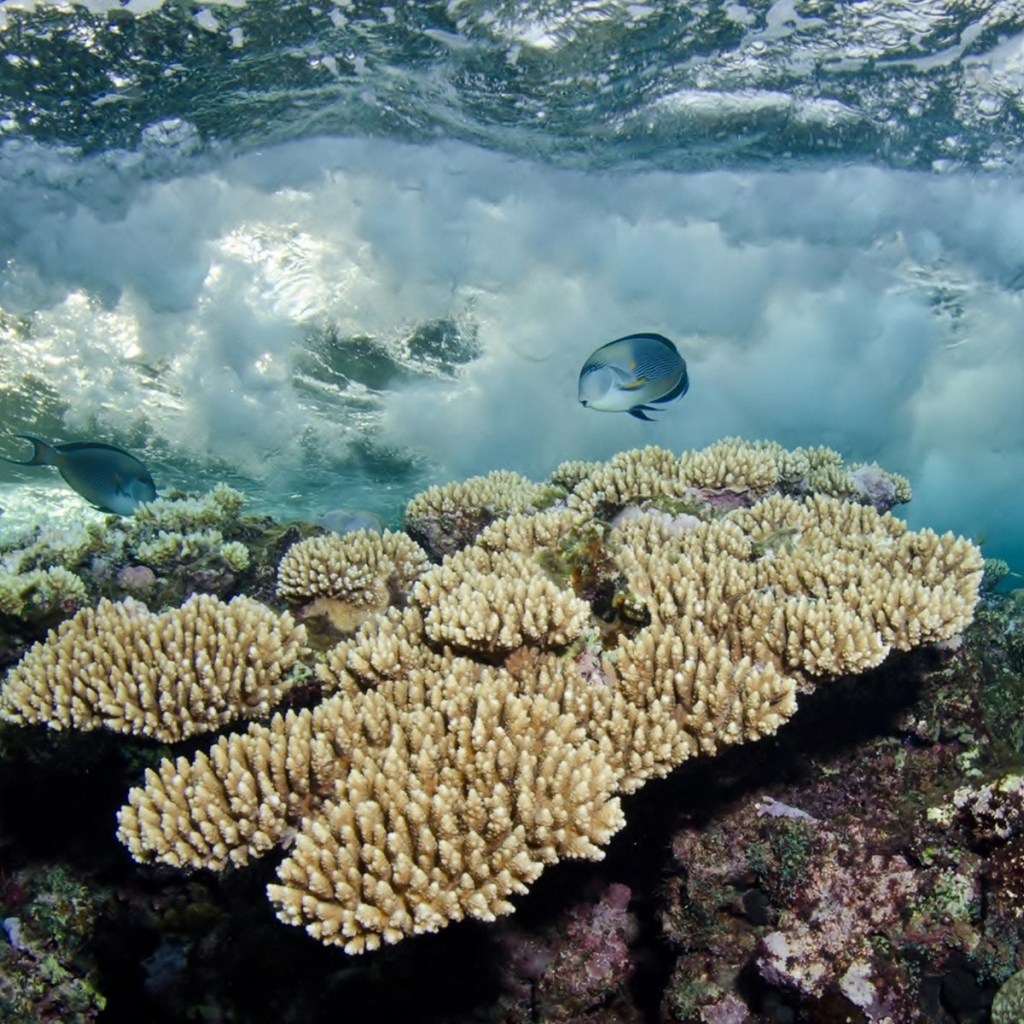 Белые кораллы под водой