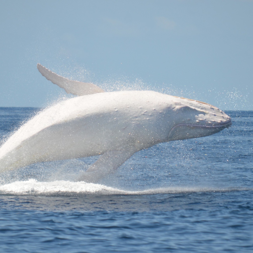 Белый кит в море
