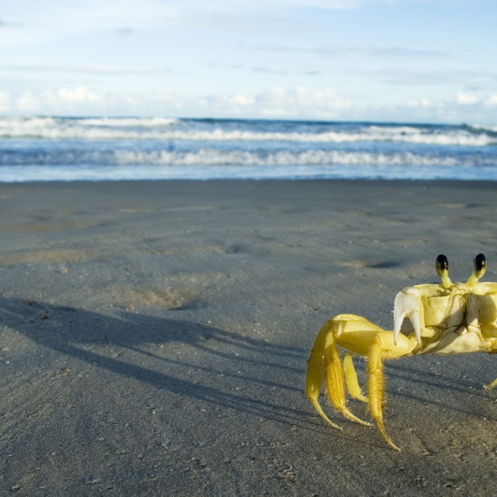 Желтый краб на пляже