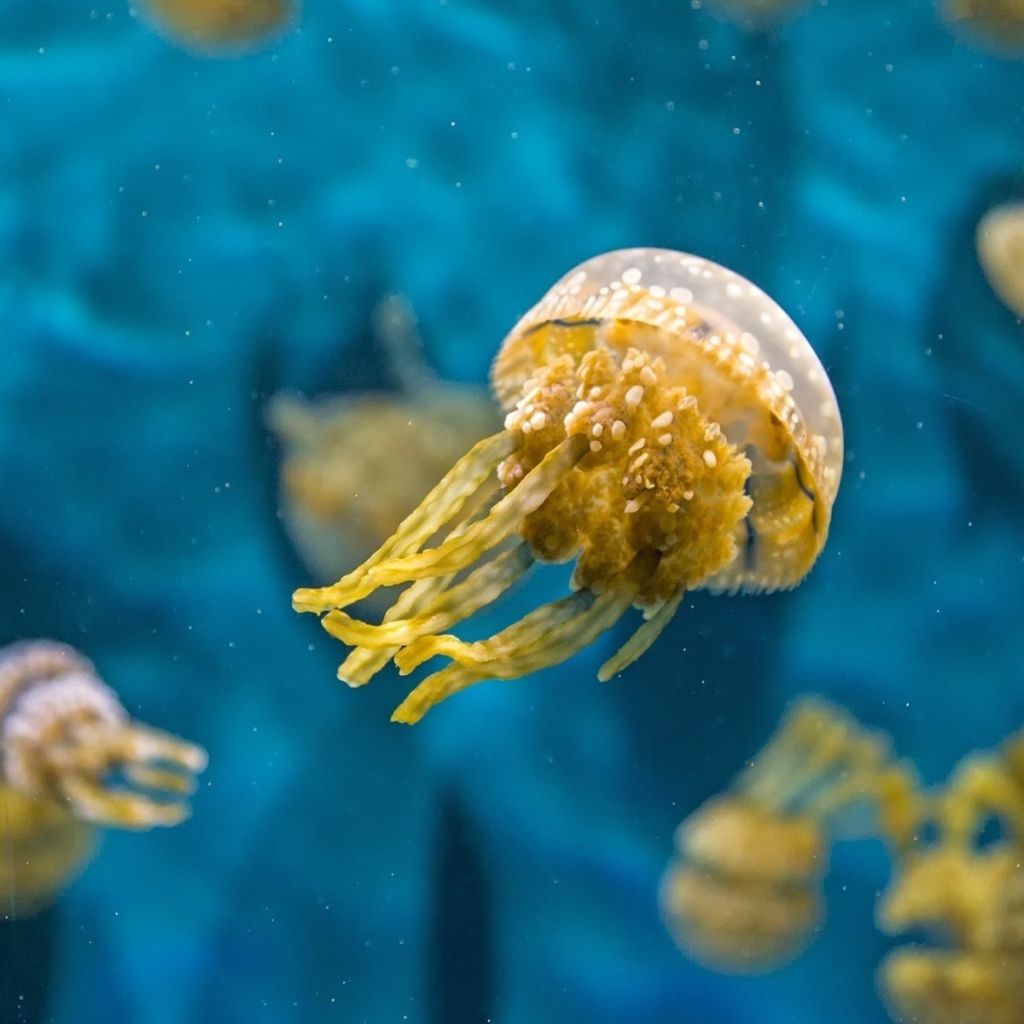 Желтая медуза в голубой воде