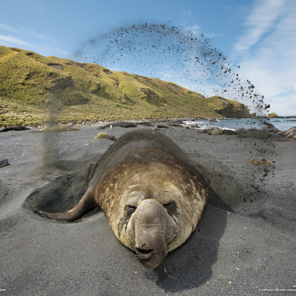 Животное закапывается в песок