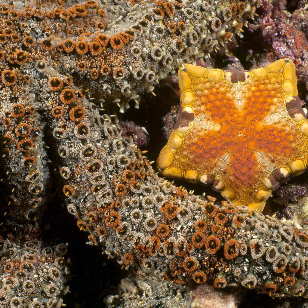 Осьминог и морская звезда