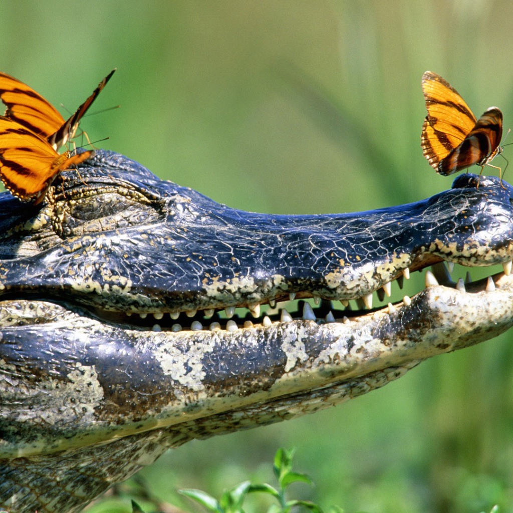 Бабочки на голове крокодила