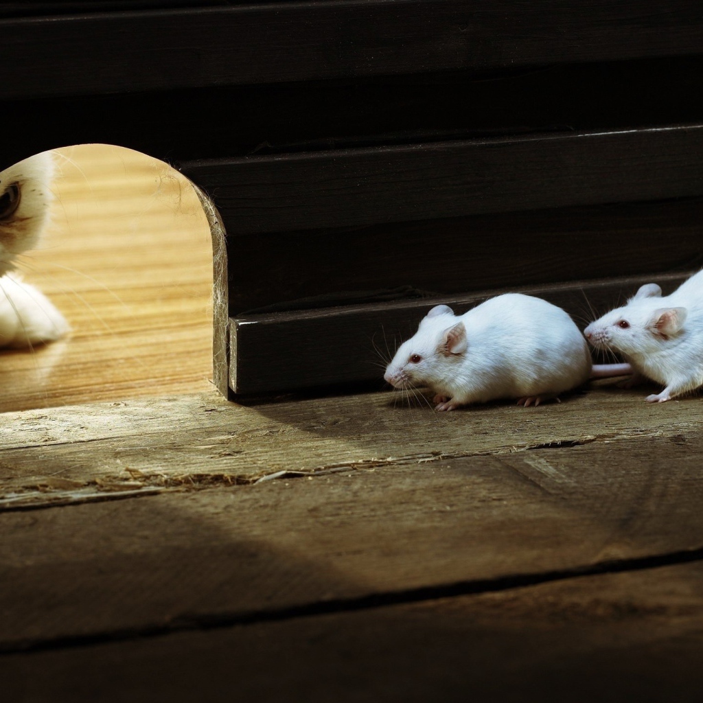 Кот охотится на белых мышей