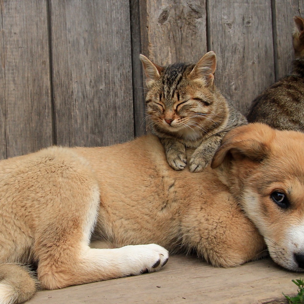 Кот спит на щенке большой собаки