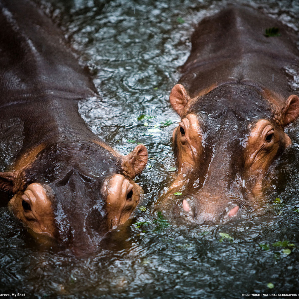 Бегемоты в воде