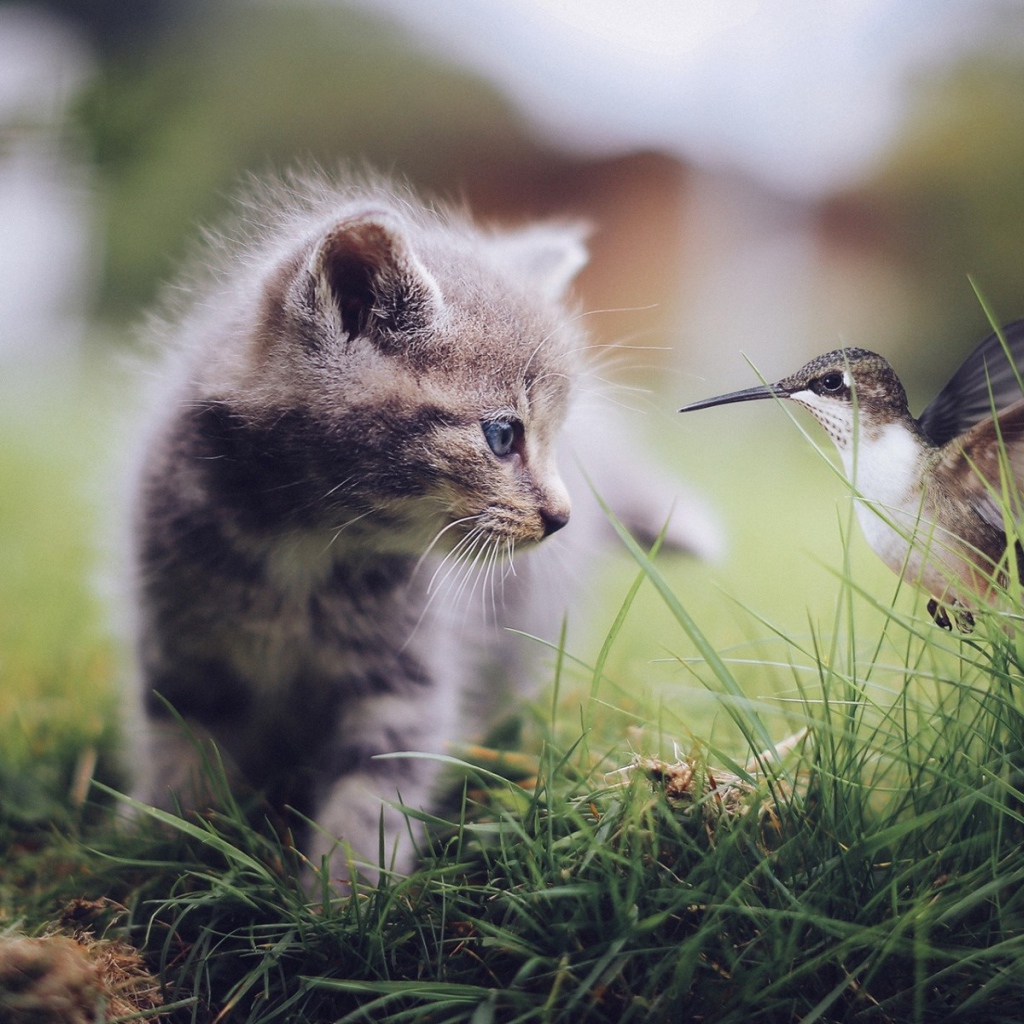 Колибри и котенок в траве