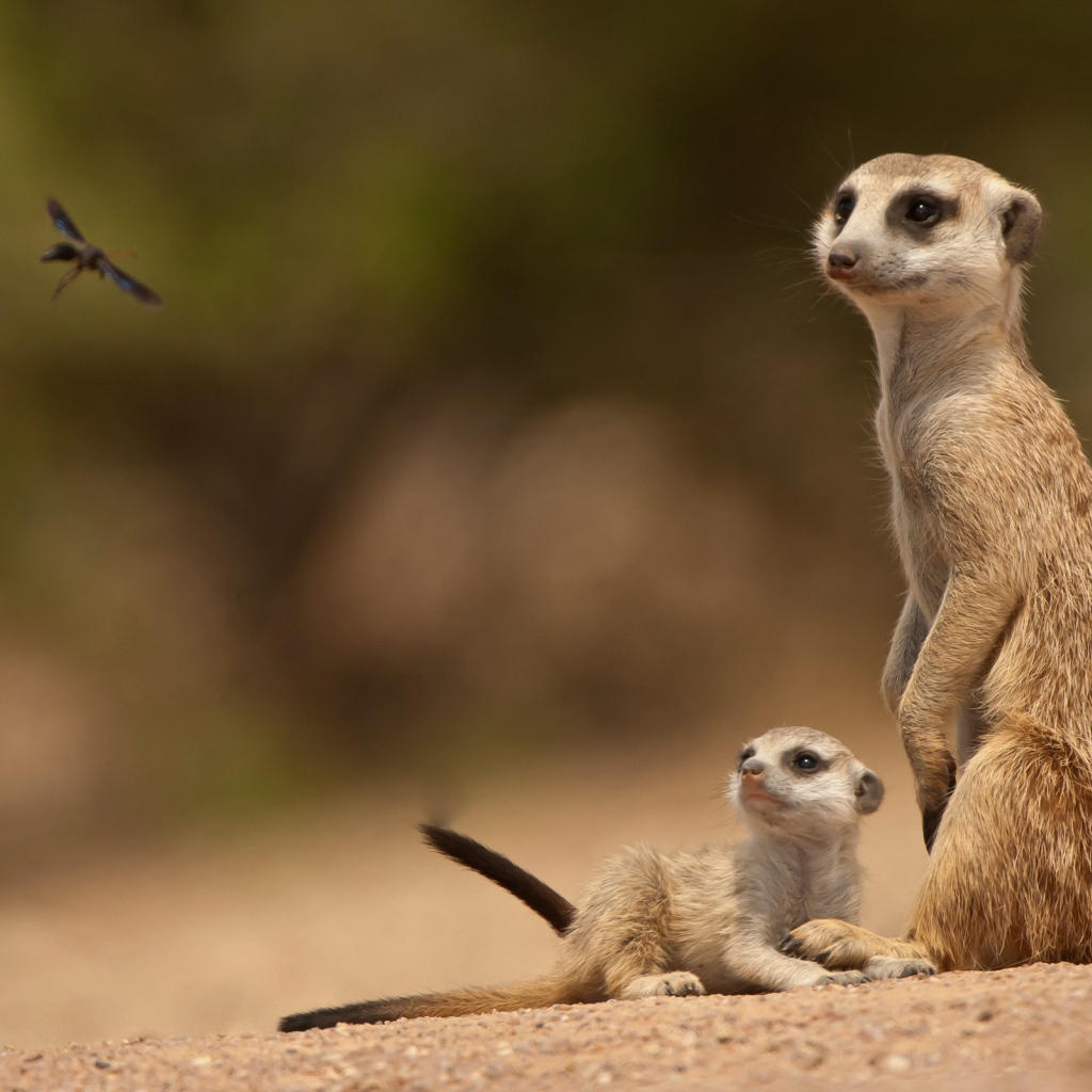 Сурки смотрят на стрекозу