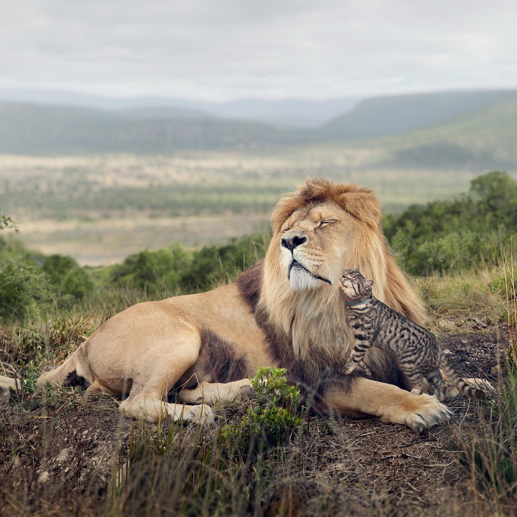 Кот оцелот ласкается ко льву