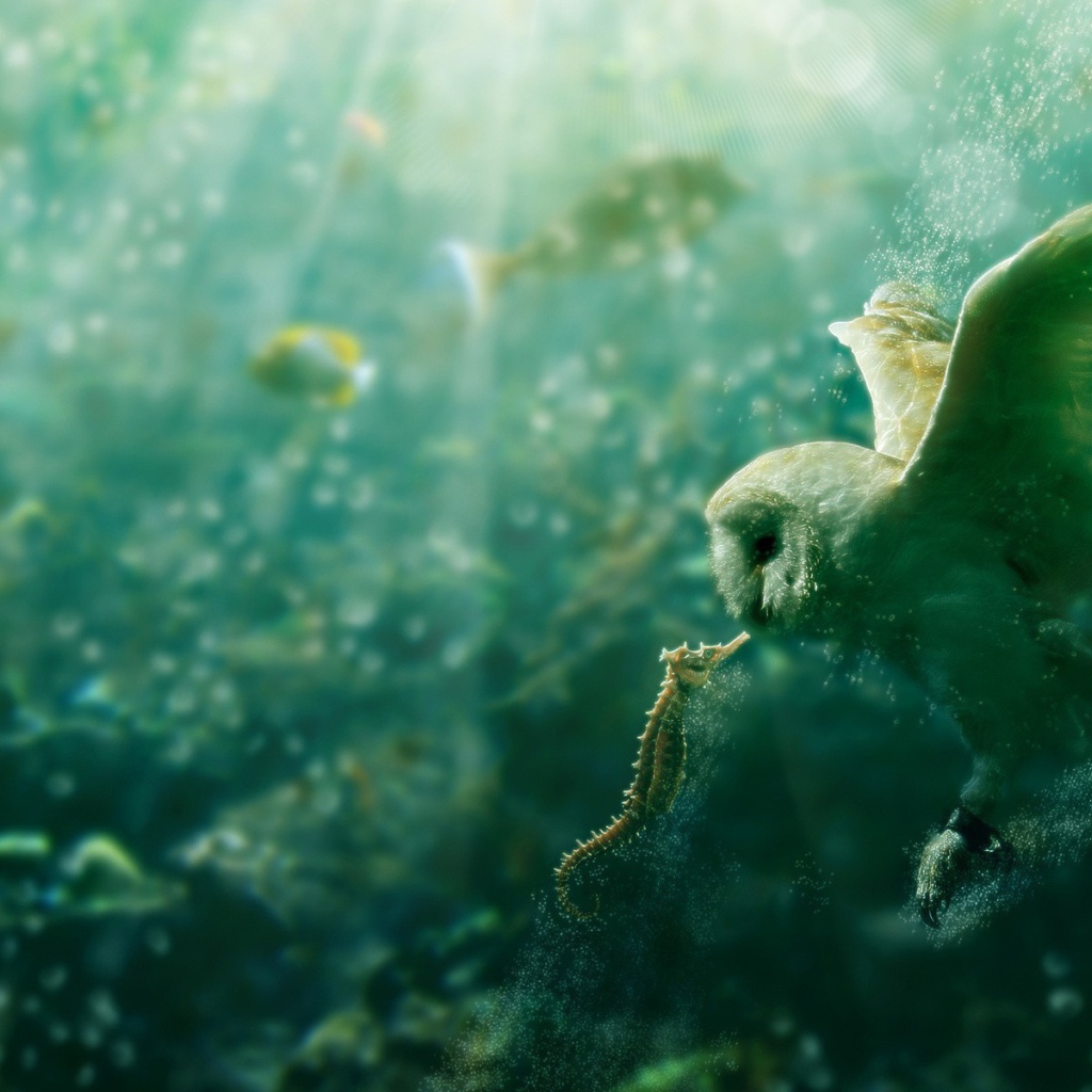 Сова и морской конек под водой