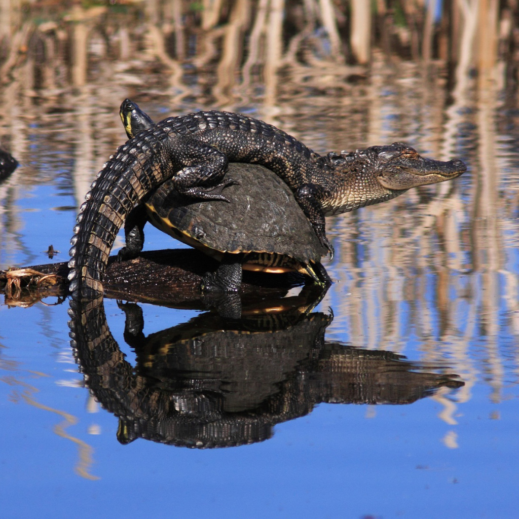 Маленький крокодил верхом не черепахе