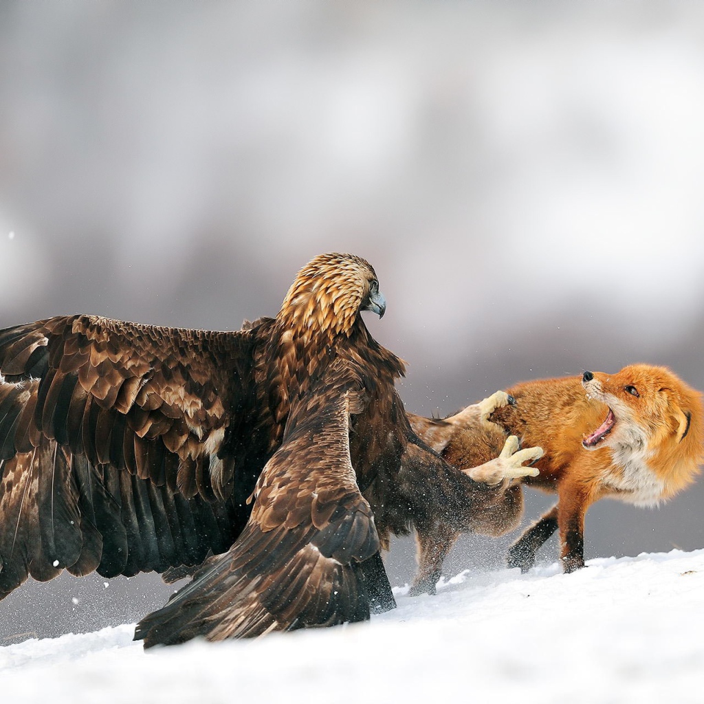 Орел напал на лису