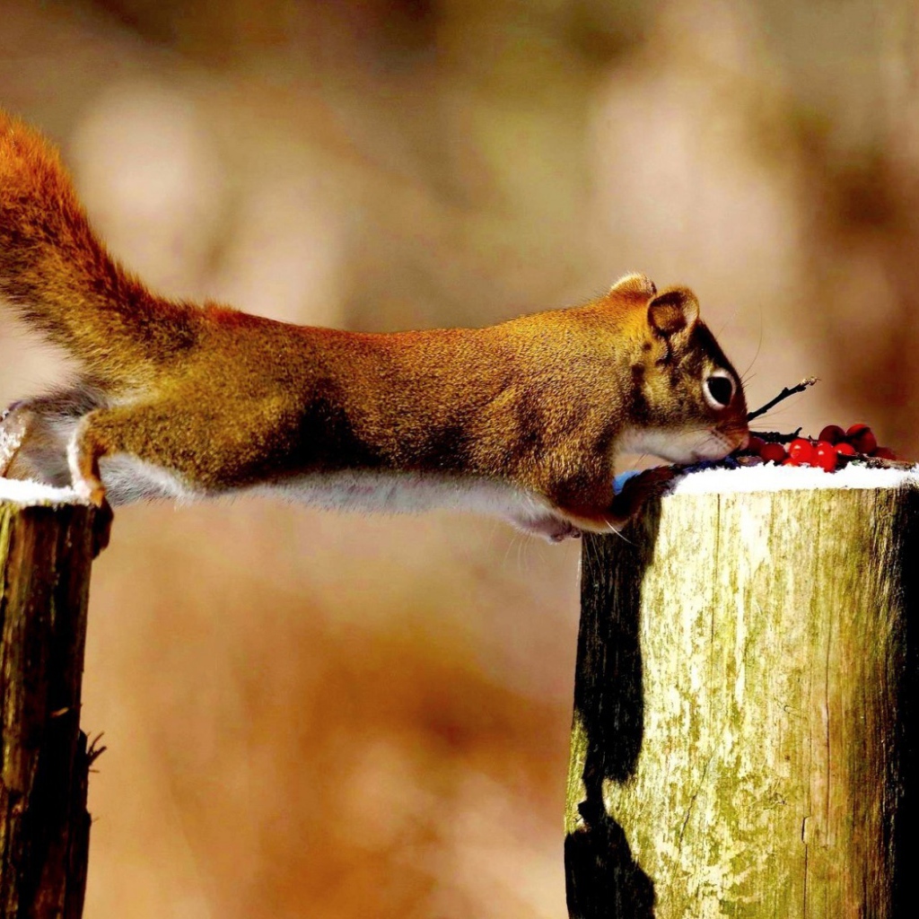Синица и белка делят ягоды