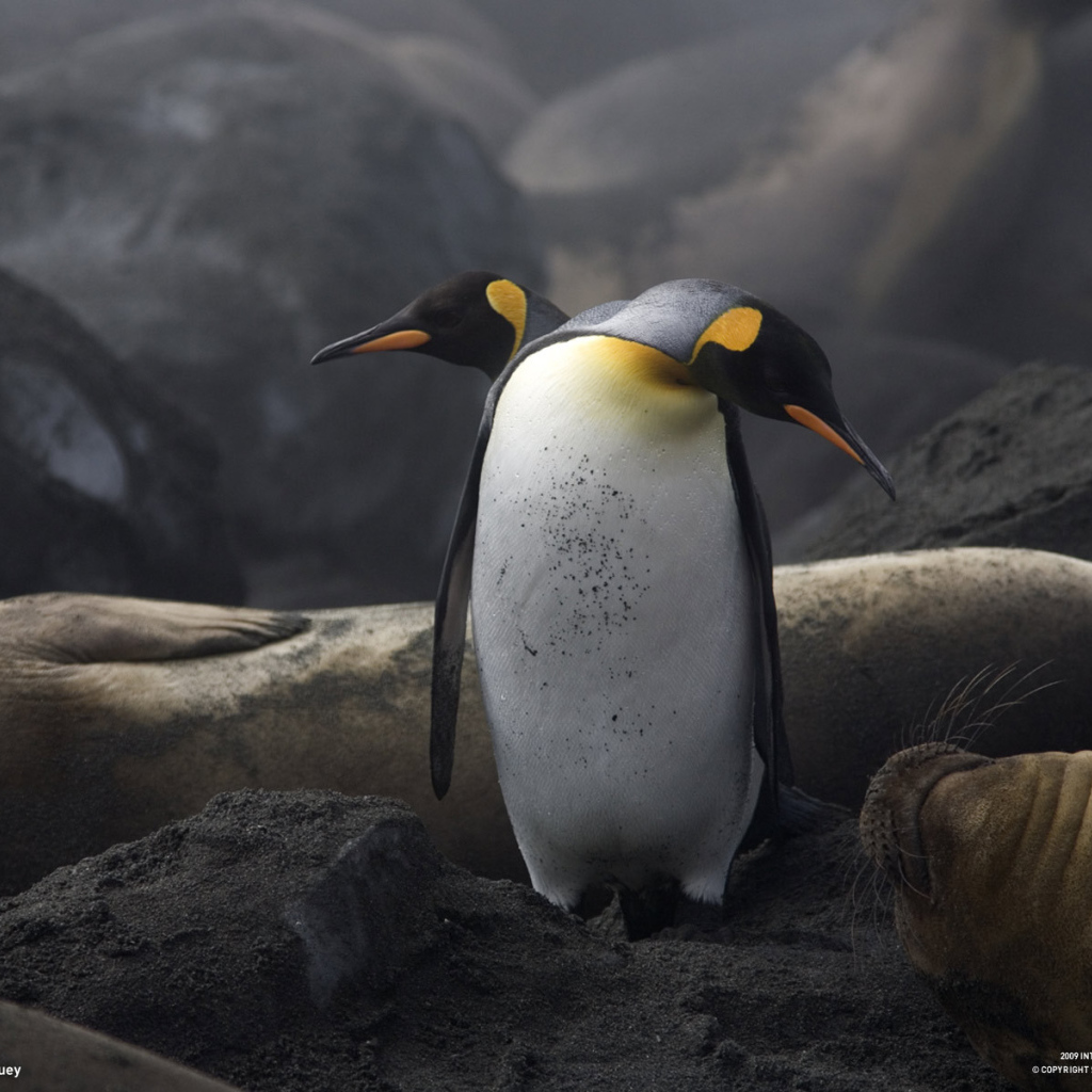 Два пингвина и морж