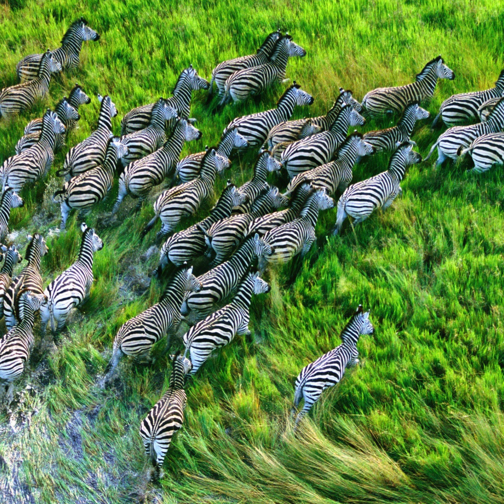 Стадо зебр бежит по траве