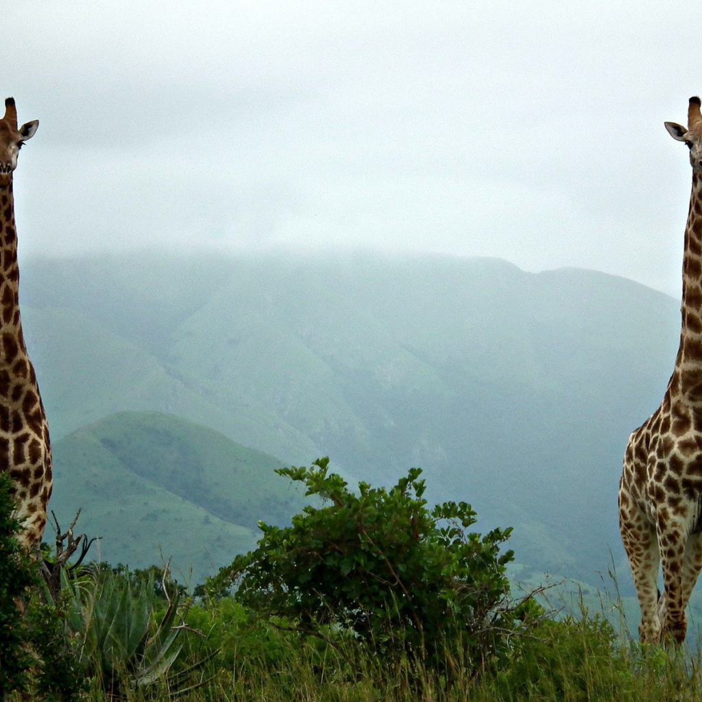 Пара жирафов на природе