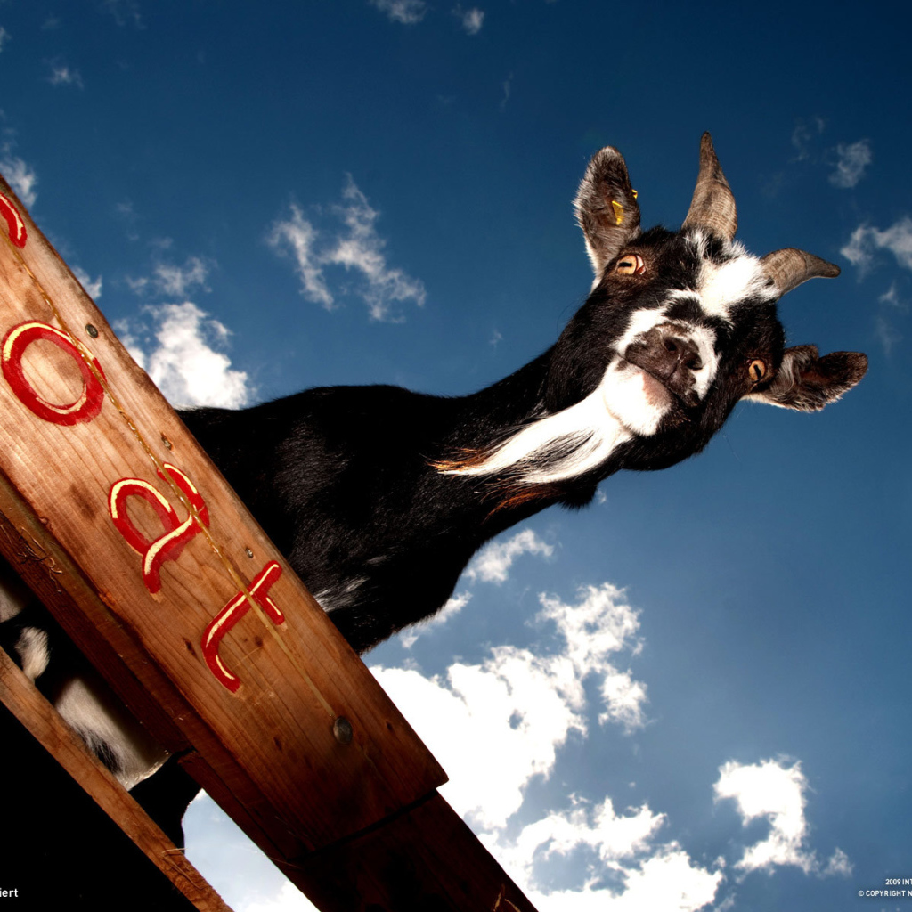 Черный козел