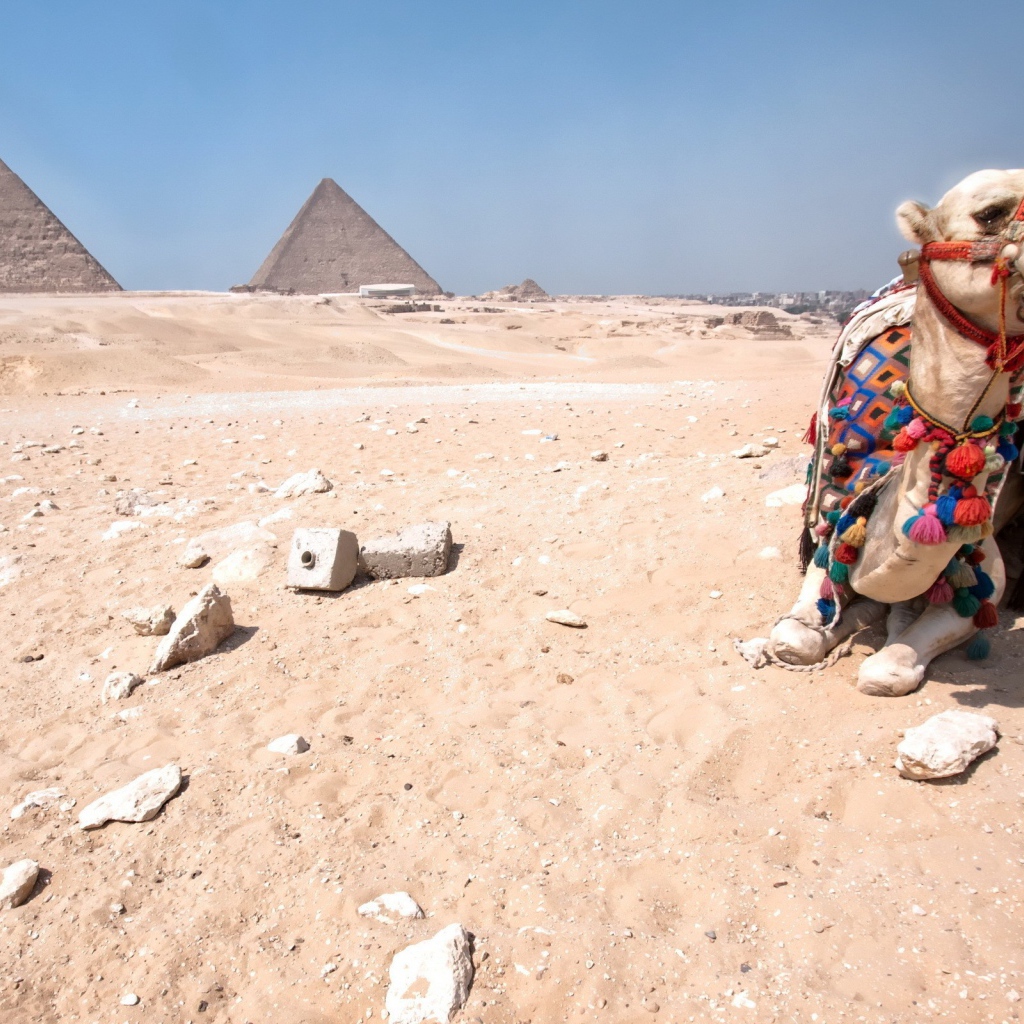 Верблюд отдыхает в Египетской пустыне