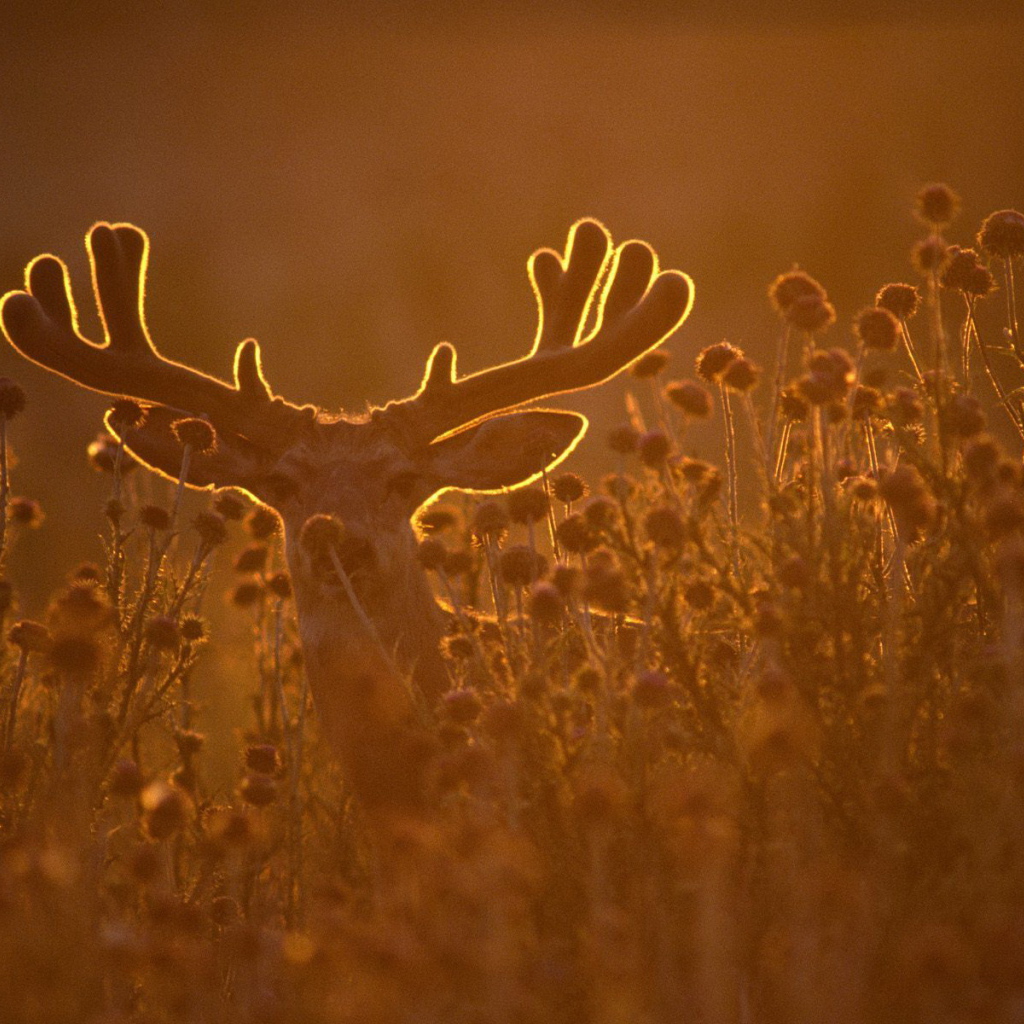 Олень в лучах заката