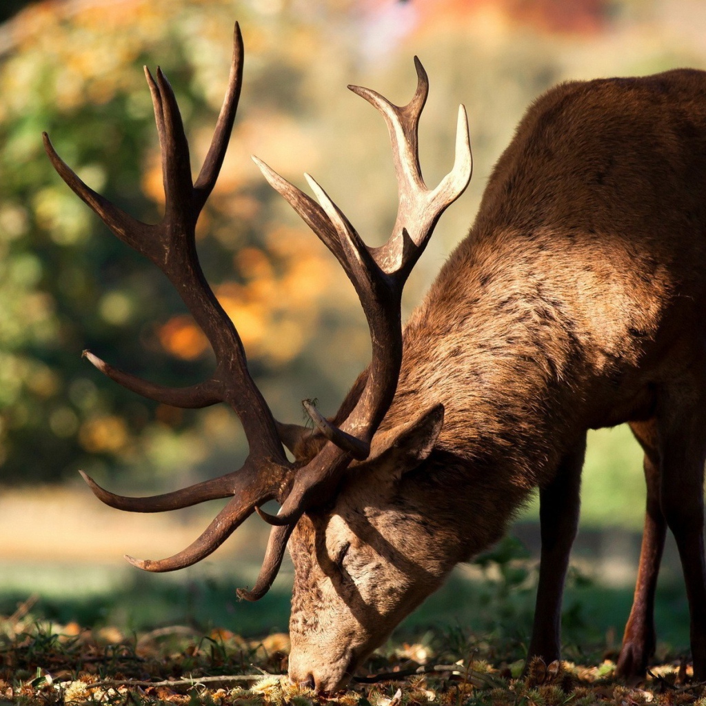 Олень кушает траву