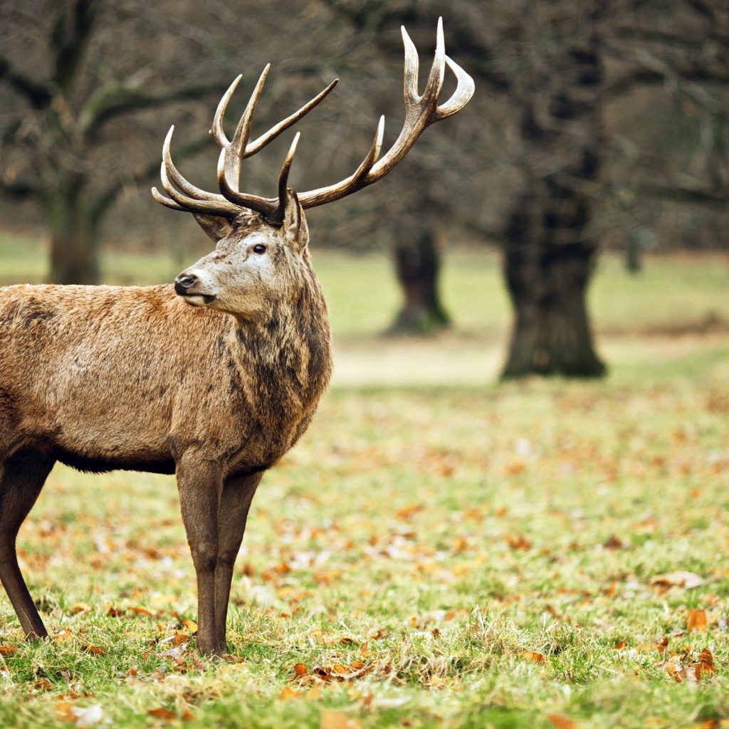 Олень в осеннем лесу