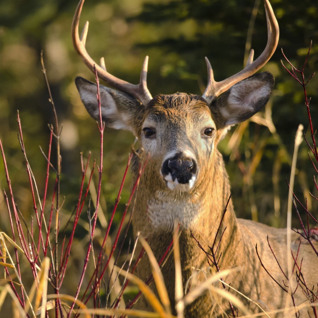 Олень лежит в траве