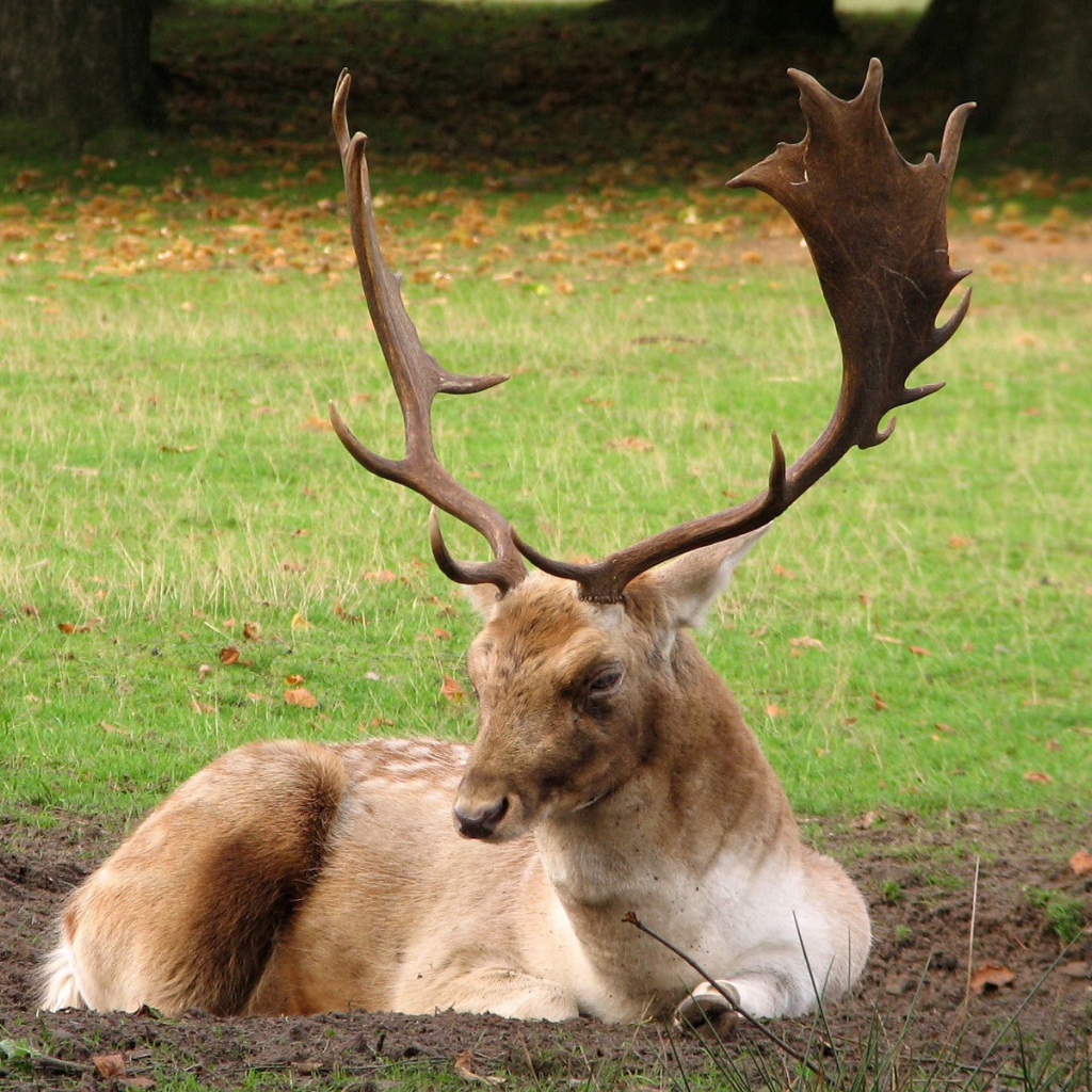 Олень с большими рогами лежит на земле