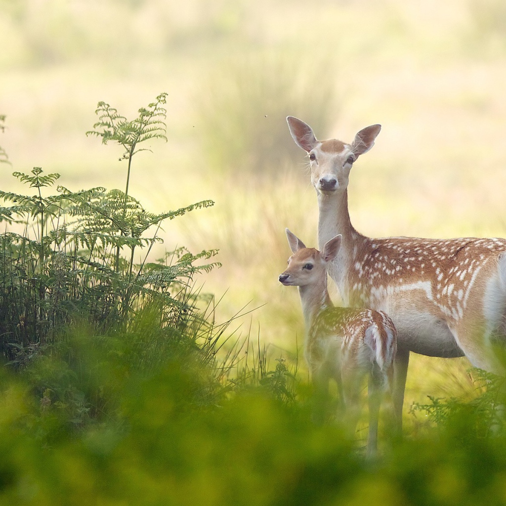 Олениха с детенышем в зарослях