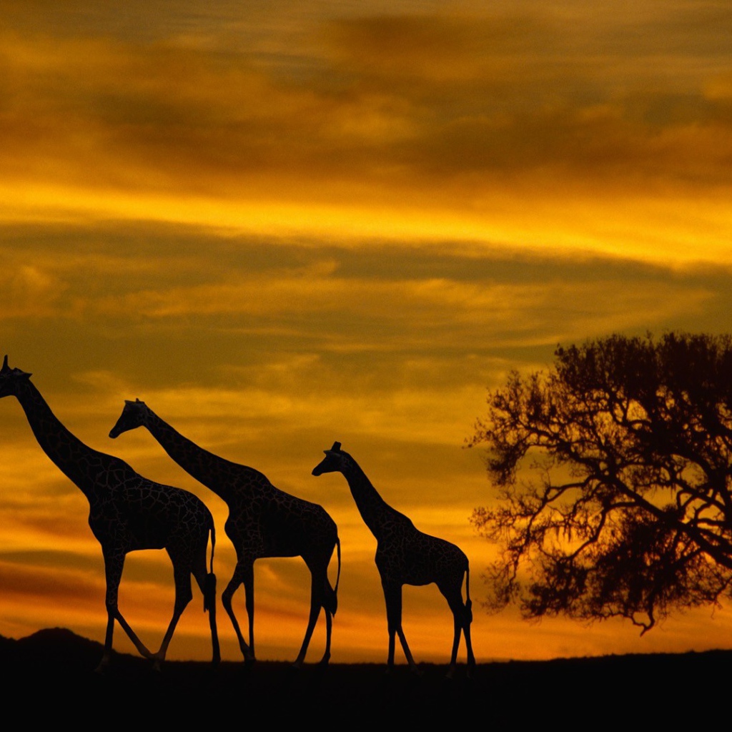 Семья жирафов в Африке на закате