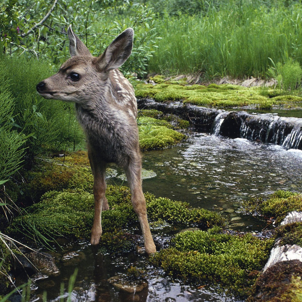 Олененок на водопое