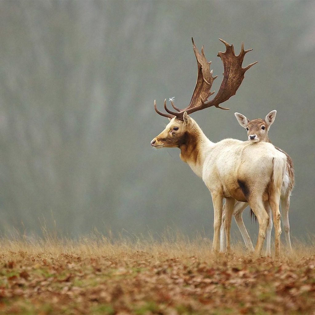 Олененок прячется за мамой