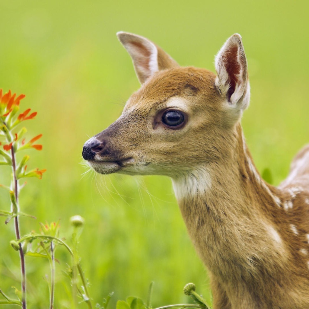 Олененок у цветка