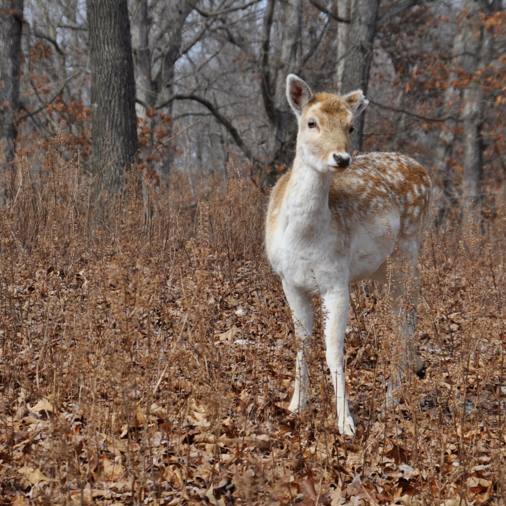 Олененок в осеннем лесу